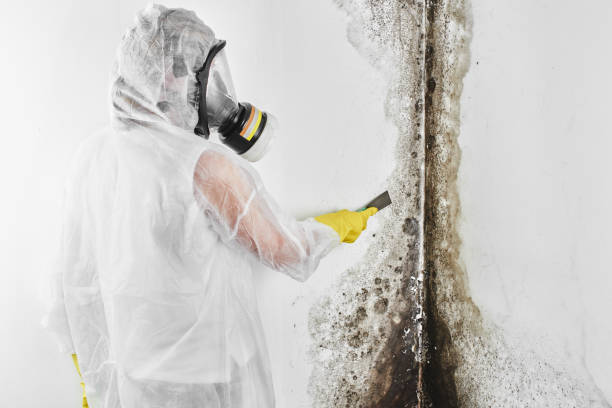 Best Mold Remediation  in Harlem Heights, FL