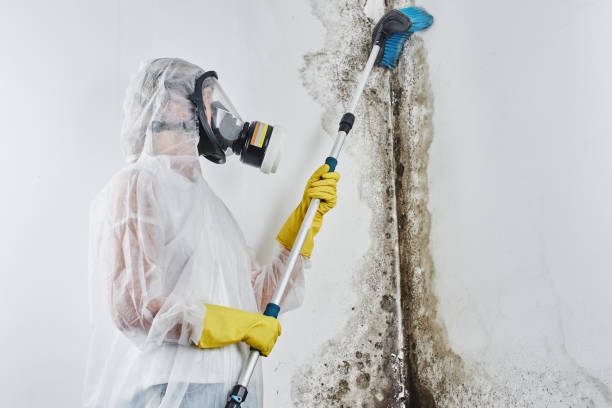 Best Affordable Mold Removal  in Harlem Heights, FL