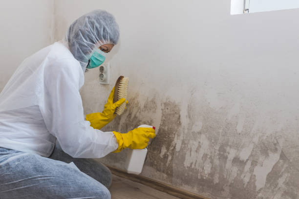 Best Best Mold Removal Companies  in Harlem Heights, FL