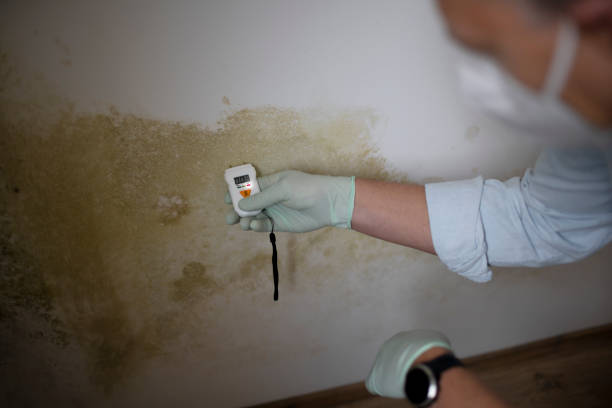 Best Black Mold Removal  in Harlem Heights, FL