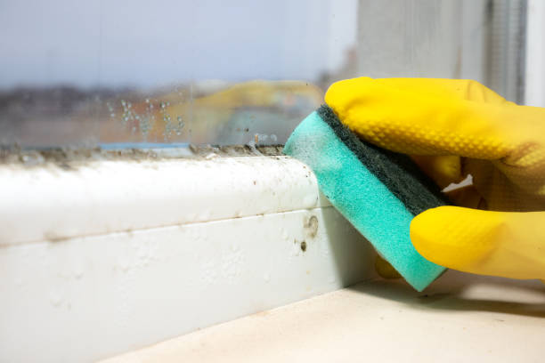 Best Office Mold Removal Services  in Harlem Heights, FL