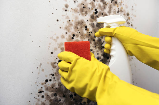 Best Residential Mold Removal  in Harlem Heights, FL