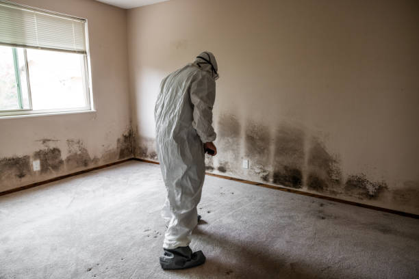Best Attic Mold Removal  in Harlem Heights, FL