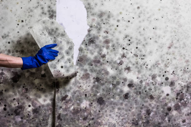 Best Best Mold Removal Companies  in Harlem Heights, FL